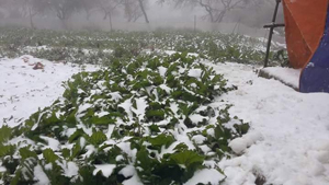 Tuyết phủ kín vườn rau của hộ dân. ảnh Thanh Loan (Đài Mai Châu).